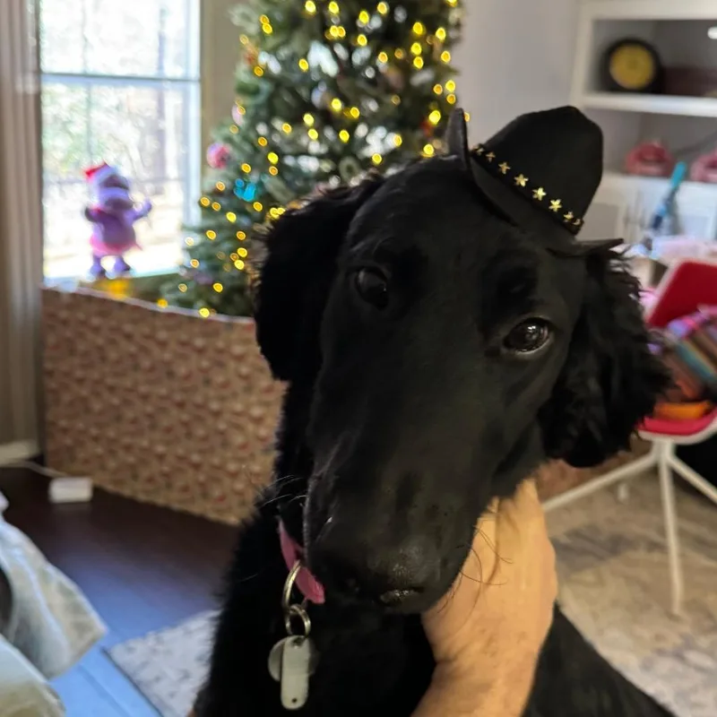 Molly thumbnail 2