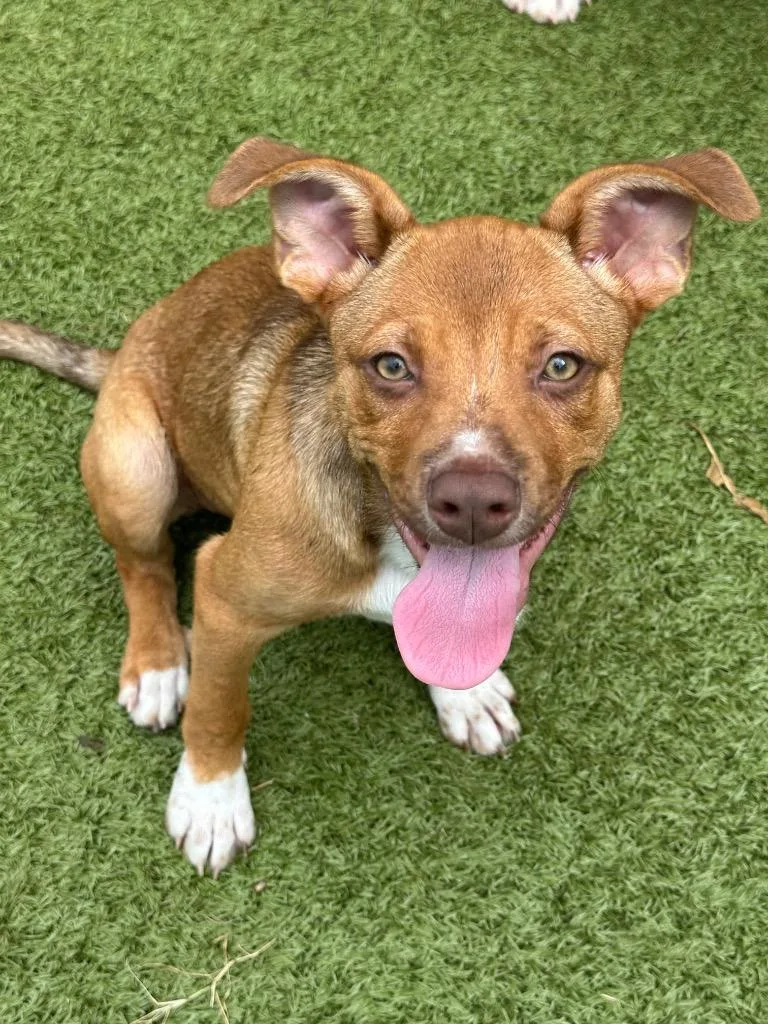 A baby medium-sized female Basenji dog named Poppy for adoption in Newcastle, OK