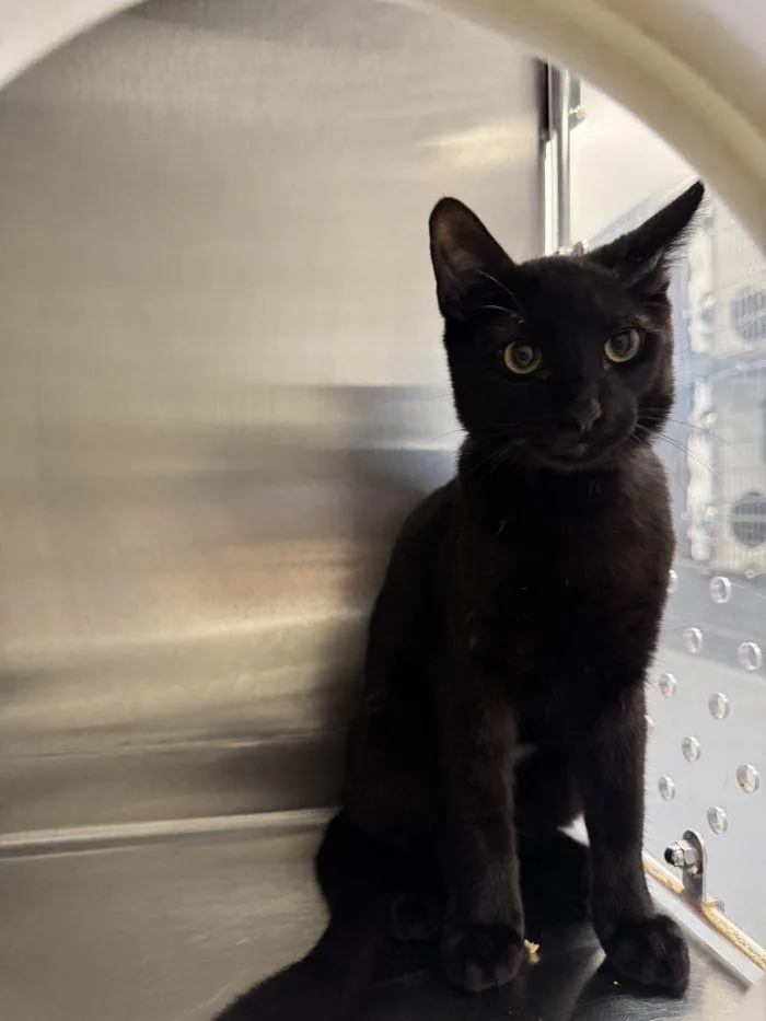 A young small-sized male Domestic Short Hair cat named Maurice for adoption in Hilton Head Island, SC