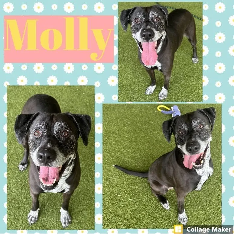 An adult medium-sized female Pointer dog named Molly for adoption in Clearfield, PA