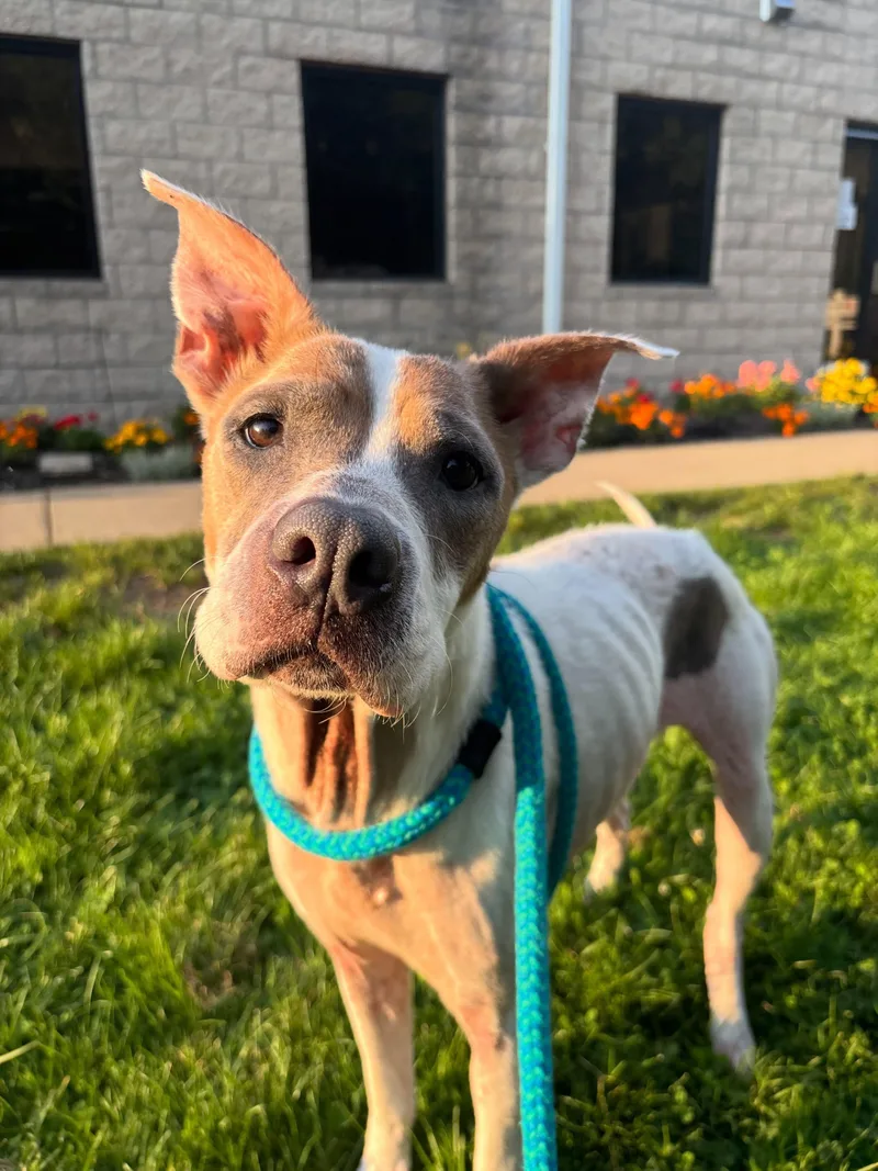 An adult medium-sized female White / Cream Mixed Breed dog named Nala for adoption in Youngstown, OH