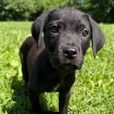 Dillon