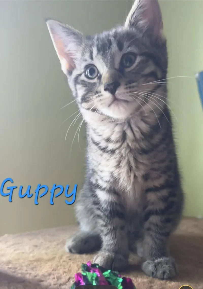 A baby small-sized male Domestic Short Hair cat named Guppy for adoption in Canton, CT