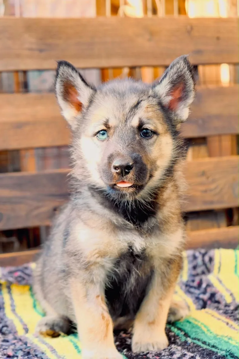 A baby large-sized female Siberian Husky dog named Karma for adoption in San Diego, CA