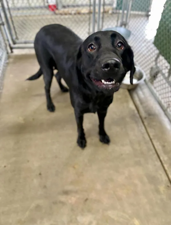 An adult large-sized female Labrador Retriever dog named Midnight Star Shine for adoption in Victorville, CA