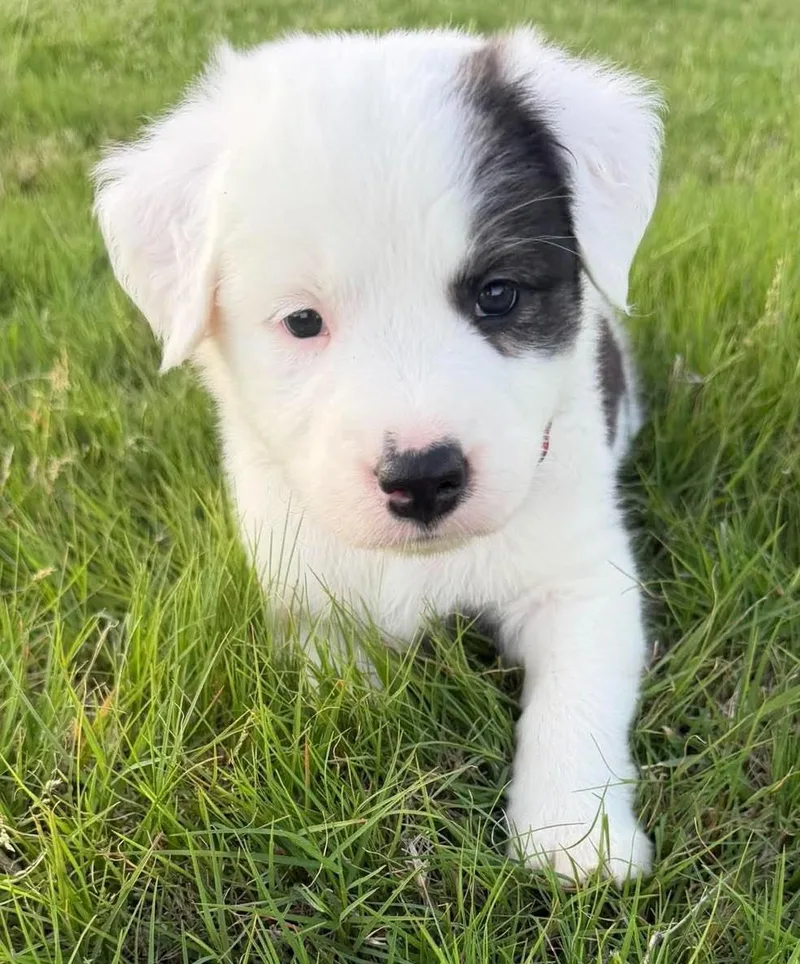 A baby medium-sized female White / Cream Border Collie dog named Hermione Granger for adoption in Kiowa, OK