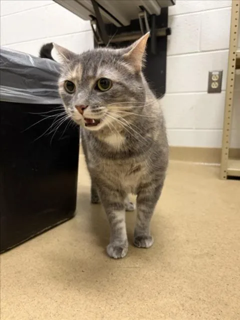 An adult medium-sized female Domestic Short Hair cat named Jane for adoption in Derwood, MD
