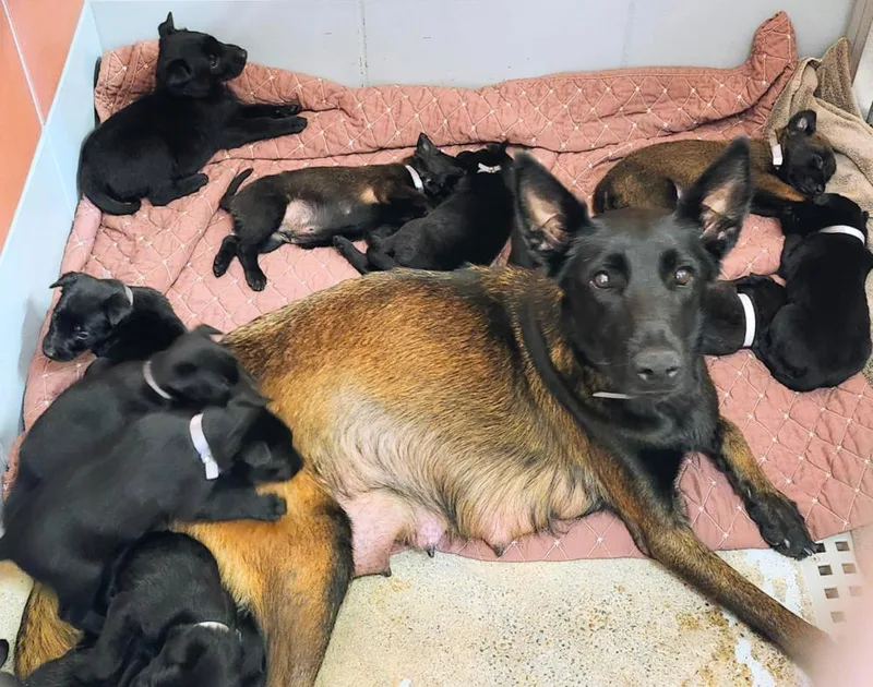 Texas Legends Litter George