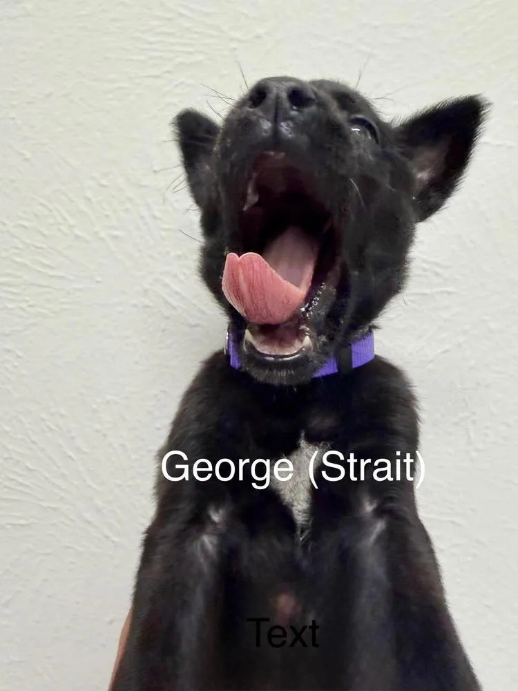 Texas Legends Litter George thumbnail 3
