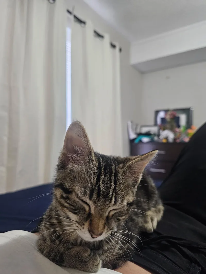 A baby medium-sized male Tabby (Brown / Chocolate) Domestic Medium Hair cat named Boba Bear for adoption in Wilmington, NC