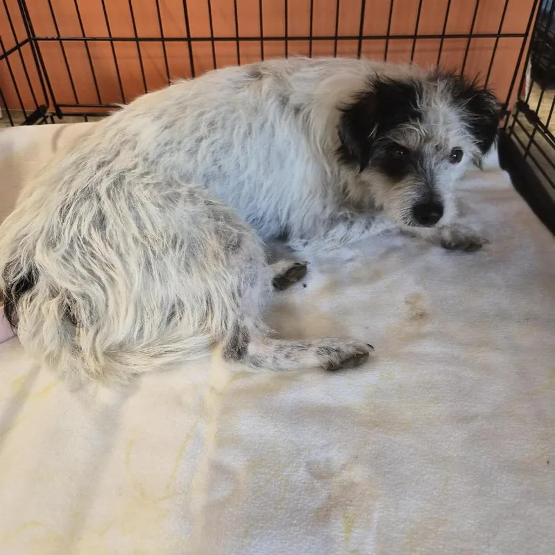 An adult small-sized male White / Cream Mixed Breed dog named Buzz for adoption in Bentonville, AR