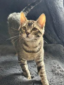 A baby medium-sized female Tabby (Buff / Tan / Fawn) Domestic Short Hair cat named The Deputies in Anchorage for adoption in Anchorage, AK