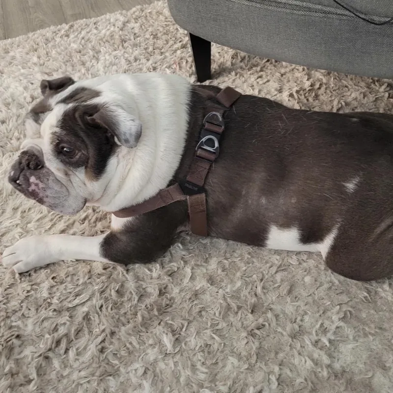A senior medium-sized male Gray / Blue / Silver English Bulldog dog named Hunter for adoption in Austell, GA