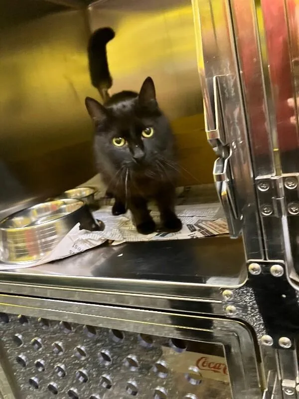 An adult medium-sized female Black Domestic Short Hair cat named Eraser for adoption in Jackson, TN