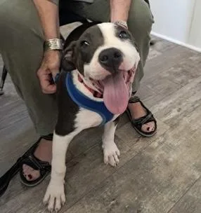 A baby medium-sized male Bulldog dog named Manny for adoption in Marshall, NC