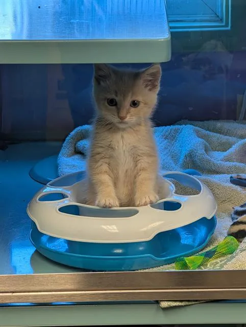 A baby small-sized female Domestic Short Hair cat named Popsicle for adoption in Santa Cruz, CA