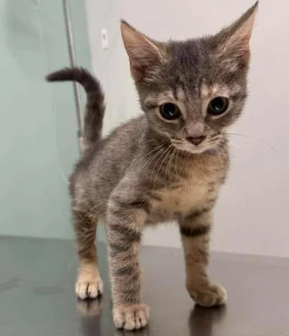 A baby small-sized female Brown / Chocolate Domestic Short Hair cat named Cocomelon for adoption in Annapolis, MD