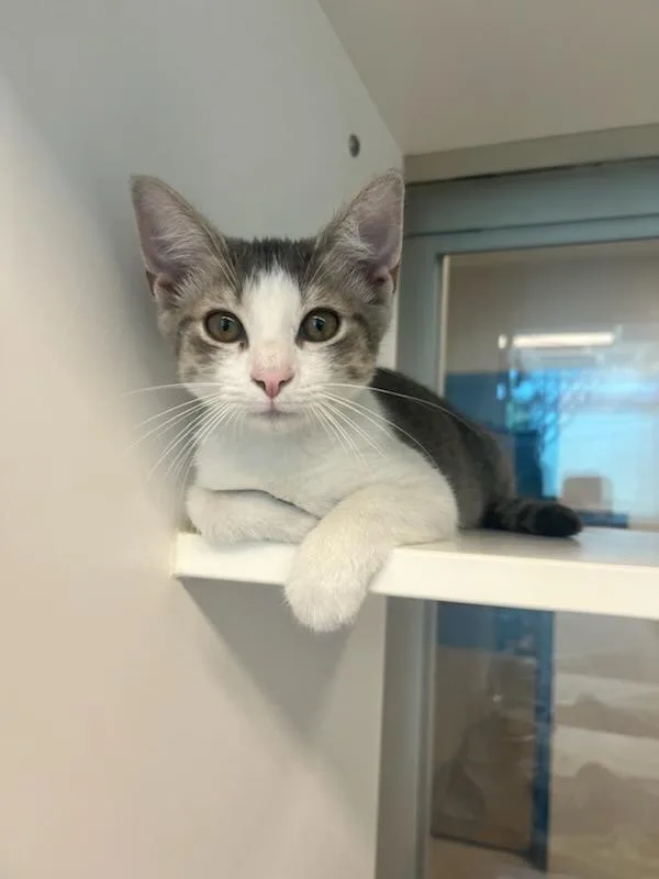 A baby small-sized female Domestic Short Hair cat named Lucy for adoption in Manassas, VA