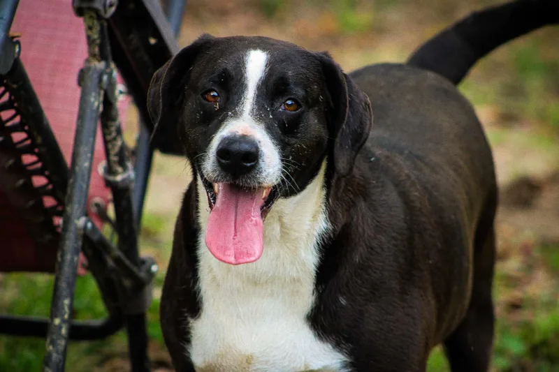 An adult large-sized female Black Catahoula Leopard Dog dog named Roxie for adoption in St. George, SC