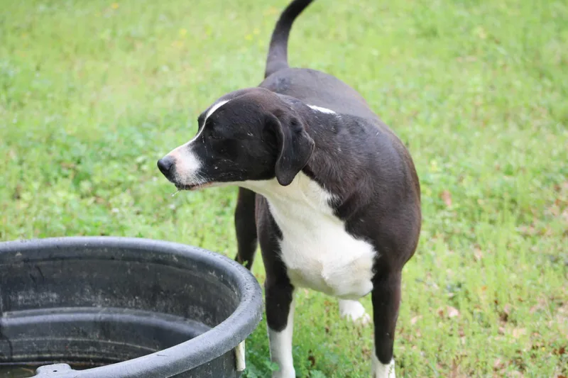 Roxie thumbnail 2