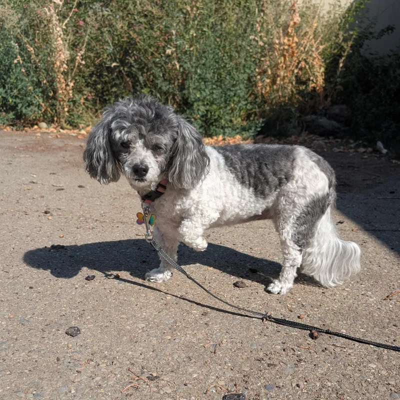 A senior small-sized female Gray / Blue / Silver Poodle (Toy) dog named Ellie for adoption in COEUR D ALENE, ID