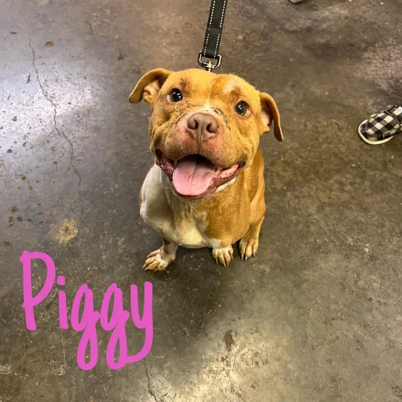 A young medium-sized male Pit Bull Terrier dog named Piggy for adoption in Hillsboro, OH