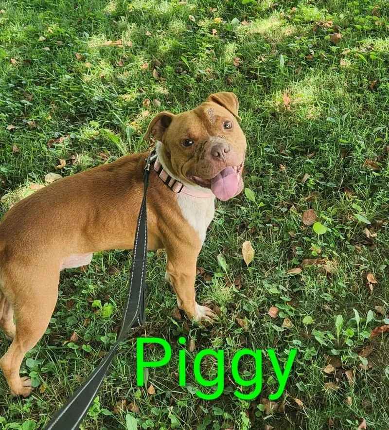 Piggy thumbnail 2