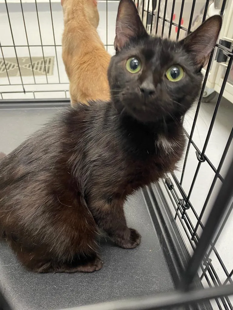 A baby small-sized male Domestic Short Hair cat named Felix for adoption in Oxford, NC
