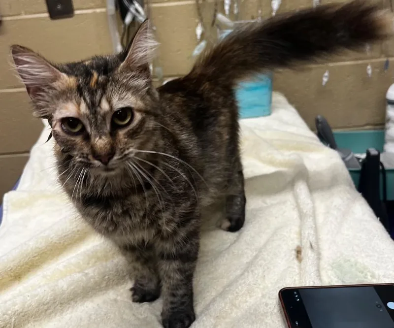 A young medium-sized female Domestic Medium Hair cat named MidKnight for adoption in Douglasville, GA