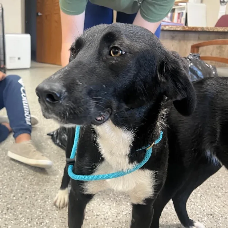 An adult medium-sized female Black Labrador Retriever dog named Techno for adoption in Norfolk, NE