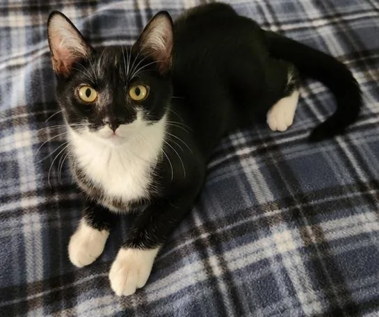 A baby medium-sized male Domestic Short Hair cat named Poe for adoption in Lunenburg, MA