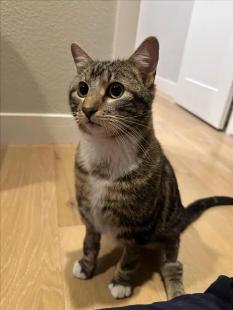 A young small-sized male Domestic Short Hair cat named Turkey for adoption in Loveland, CO