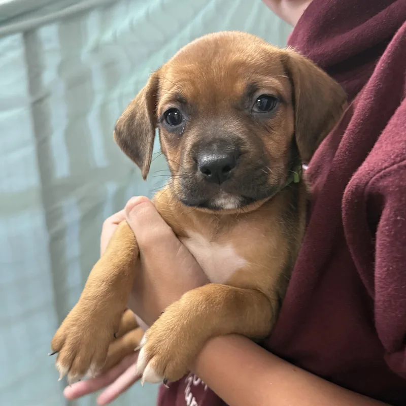 A baby medium-sized female Tricolor (Brown, Black, & White) Hound dog named Leafy Seadragon for adoption in Columbia, SC