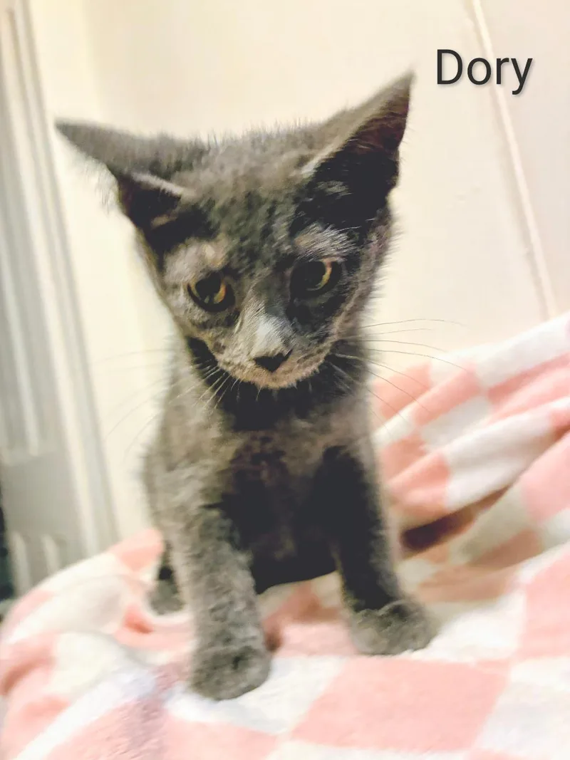 A young medium-sized female Gray / Blue / Silver Domestic Short Hair cat named Dory for adoption in Binghamton, NY