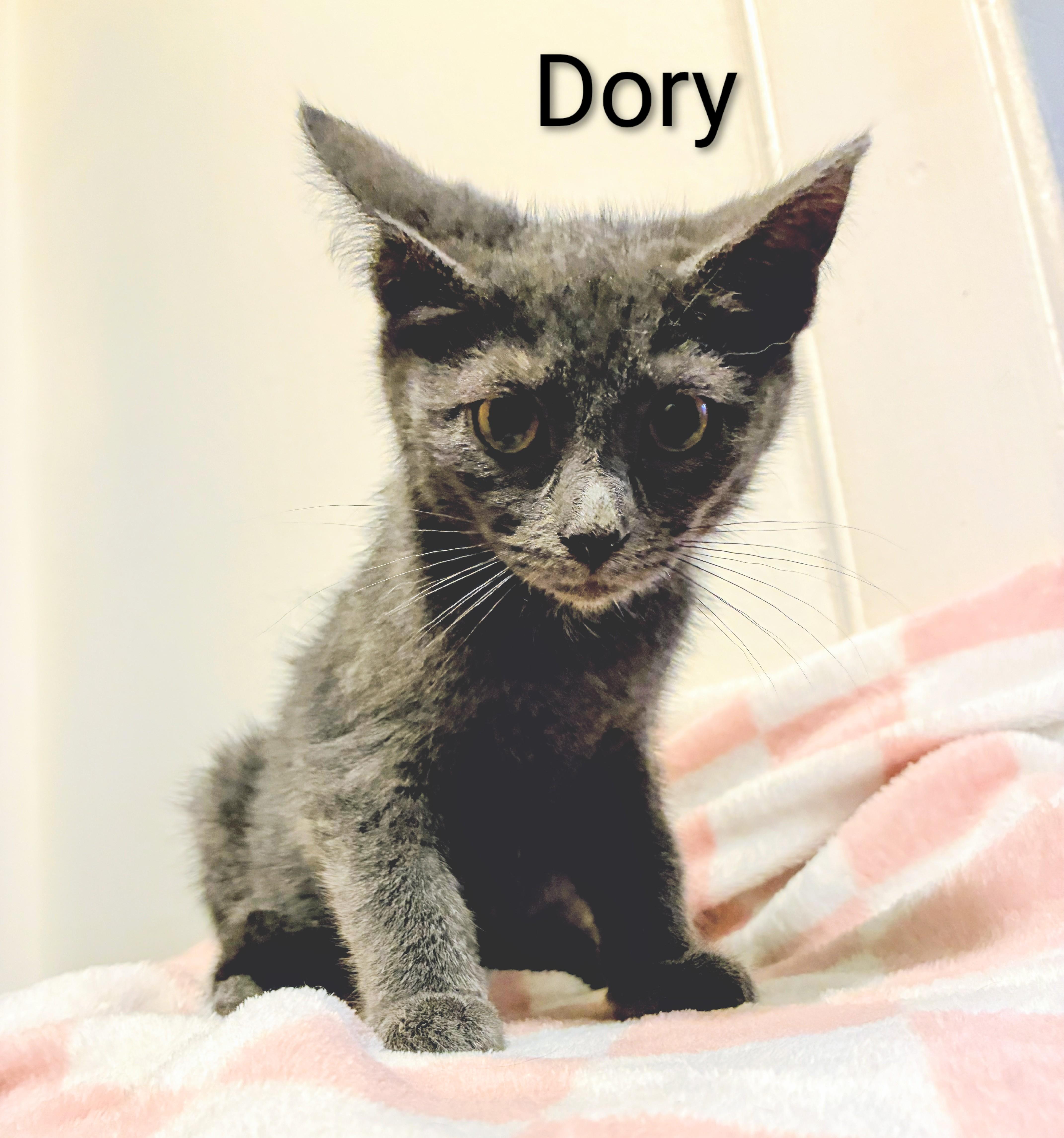 Dory thumbnail 2