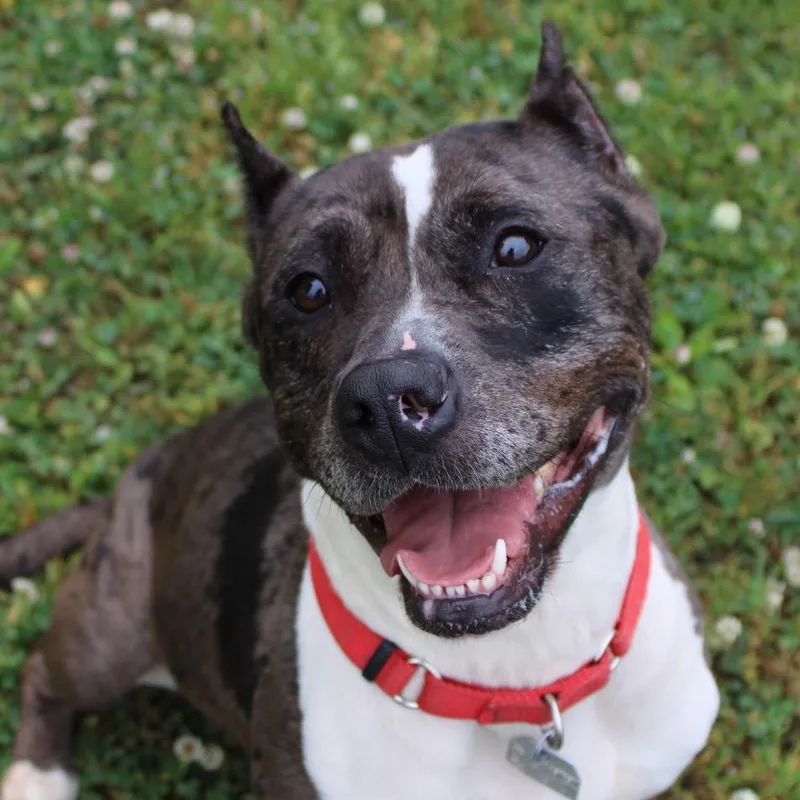 An adult medium-sized female Gray / Blue / Silver Mixed Breed dog named Keisha for adoption in Chattanooga, TN