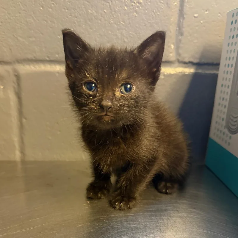 A baby small-sized female Black Domestic Short Hair cat named Lake for adoption in Tuscaloosa, AL
