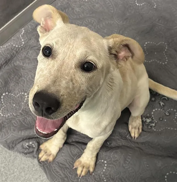A baby small-sized male Labrador Retriever dog named Logan for adoption in Indianapolis, IN