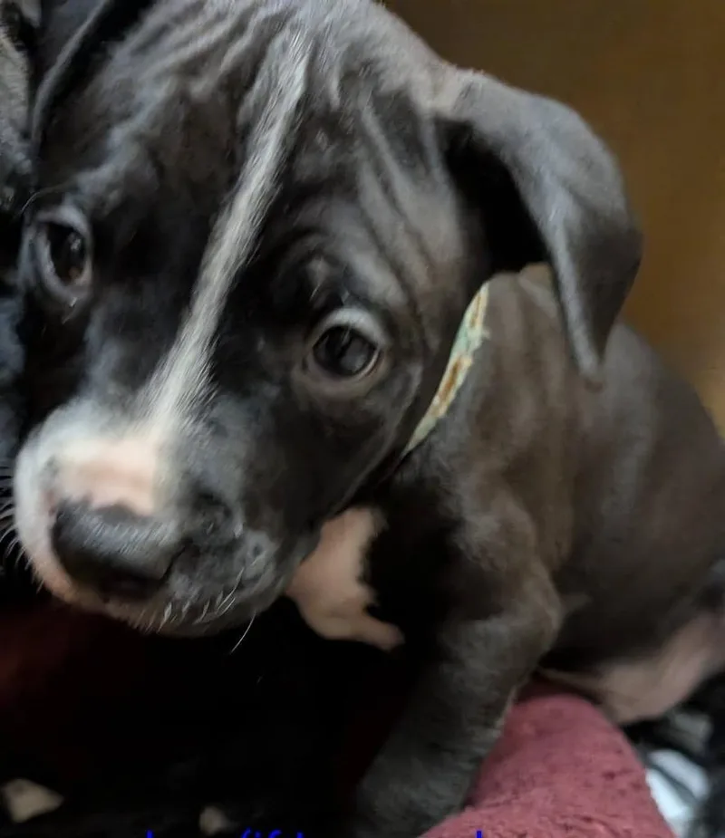 A baby medium-sized male Mixed Breed dog named Achilles for adoption in Warren, MI