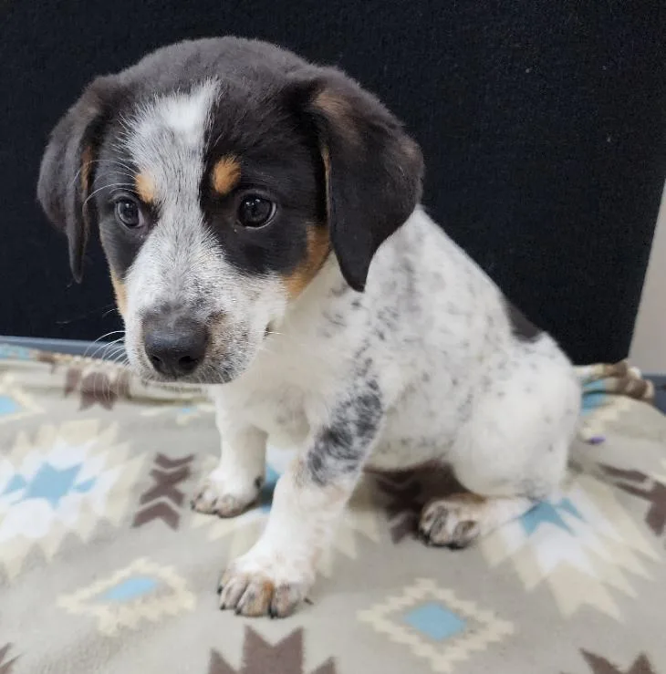 Lily thumbnail 3
