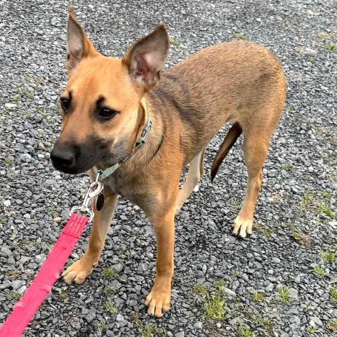 Luz In New York thumbnail 4