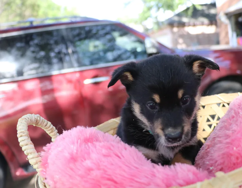 A baby medium-sized female Tricolor (Brown, Black, & White) Mixed Breed dog named Bliss for adoption in Pflugerville, TX