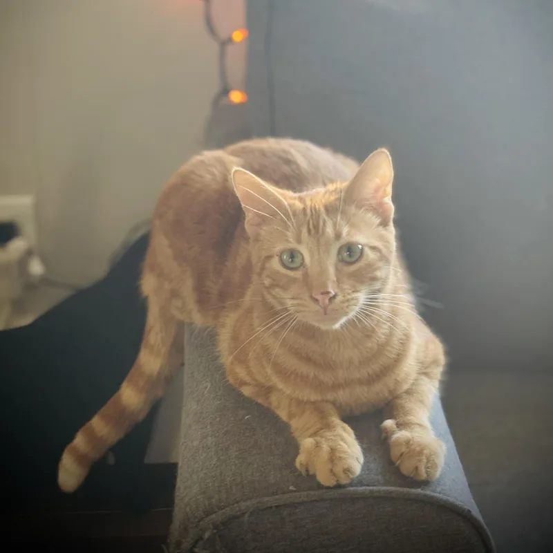 A young medium-sized male Tabby (Orange / Red) Domestic Short Hair cat named Graham & Griffin for adoption in Buffalo, NY