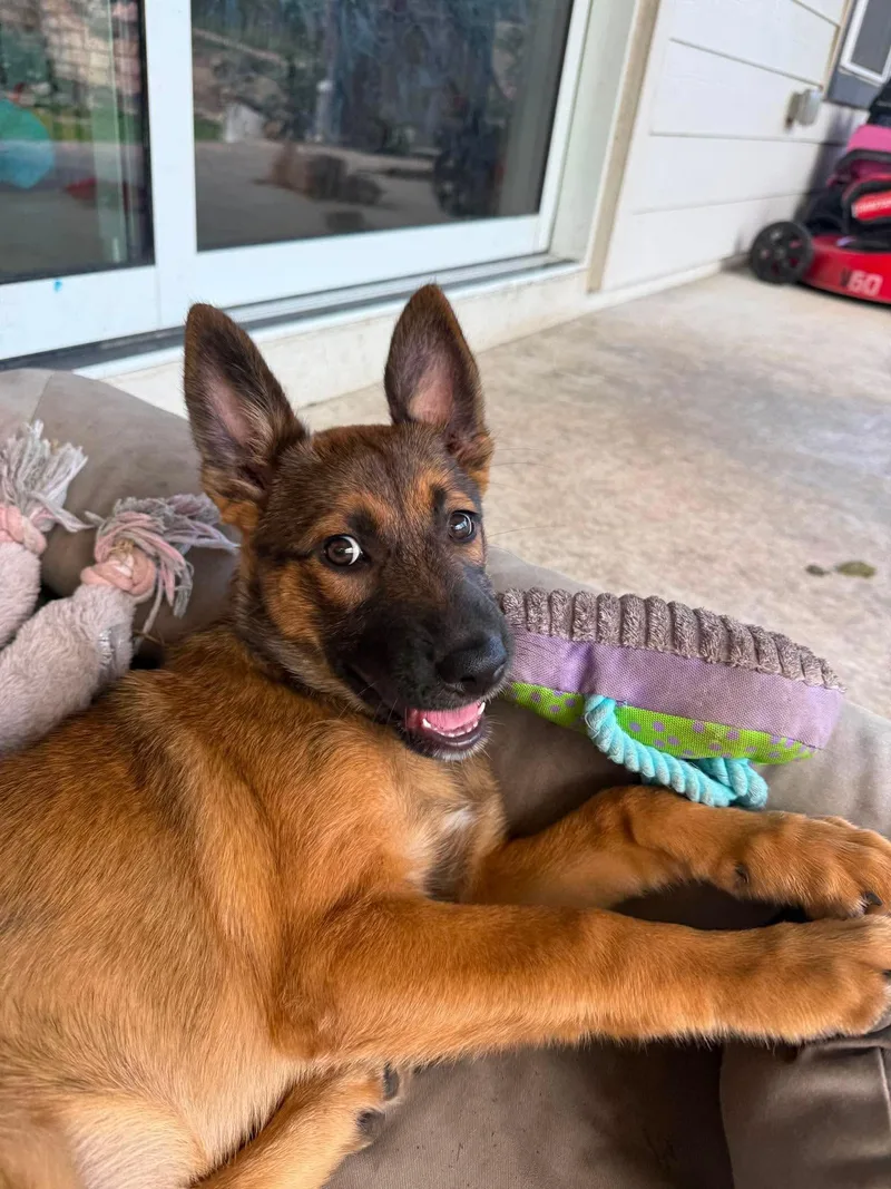 A baby medium-sized female Belgian Shepherd / Malinois dog named Chickadee for adoption in Lockhart, TX