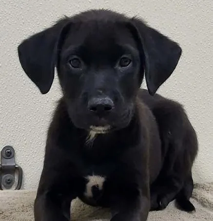 A baby medium-sized male Black Mixed Breed dog named Holiday for adoption in Groveland, MA