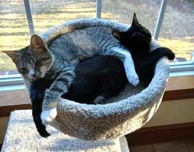 Keisha  `a Priority thumbnail 3