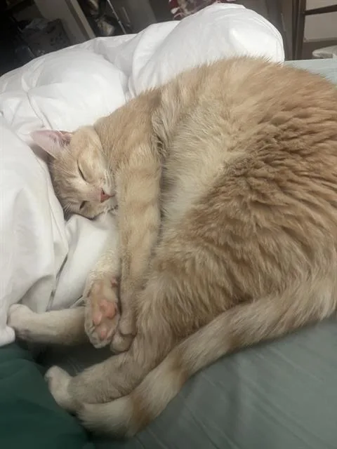 An adult medium-sized male Domestic Short Hair cat named Orin for adoption in Charlotte, NC