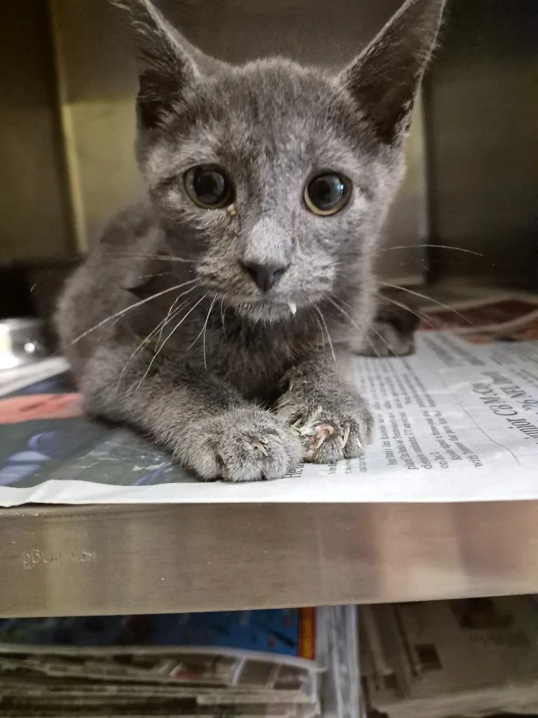 A baby small-sized female Domestic Short Hair cat named Wobbles for adoption in Crossville, TN