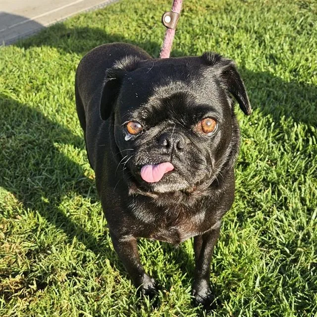 An adult small-sized male Pug dog named Bruno for adoption in Camarillo, CA