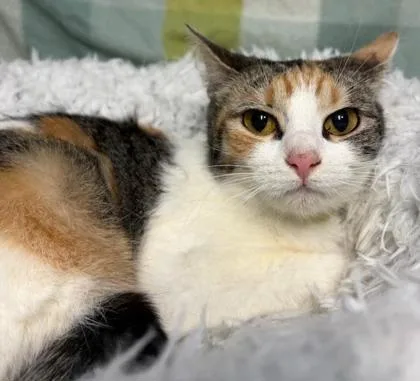 An adult medium-sized female Domestic Short Hair cat named Speckles for adoption in Kansas City, MO